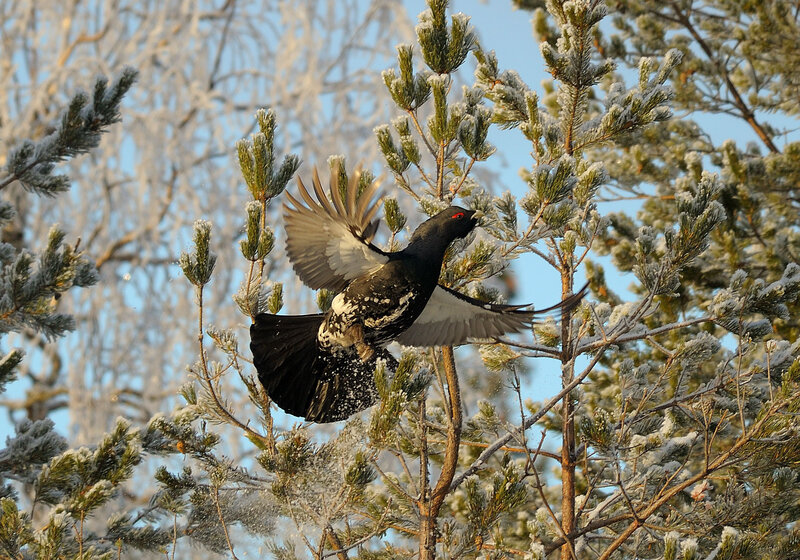 Black grouse in flight