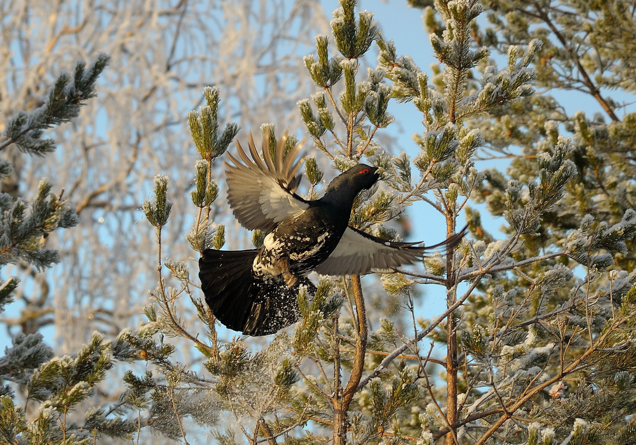 Black grouse in flight