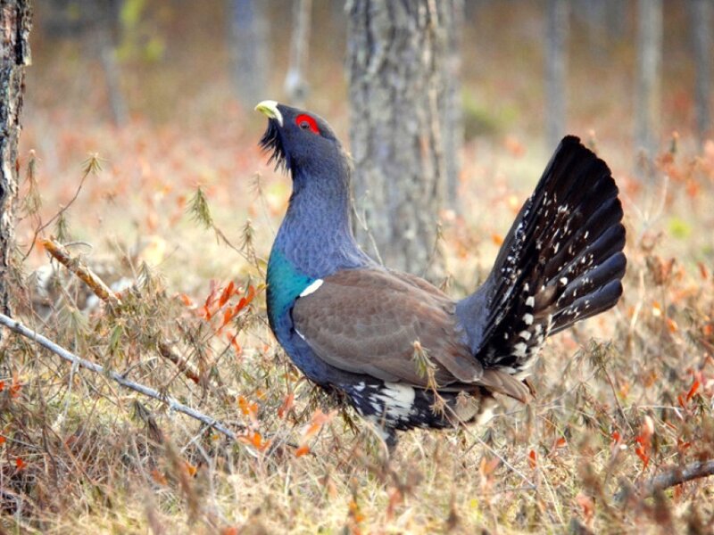 Black Grouse in Forest — Brown