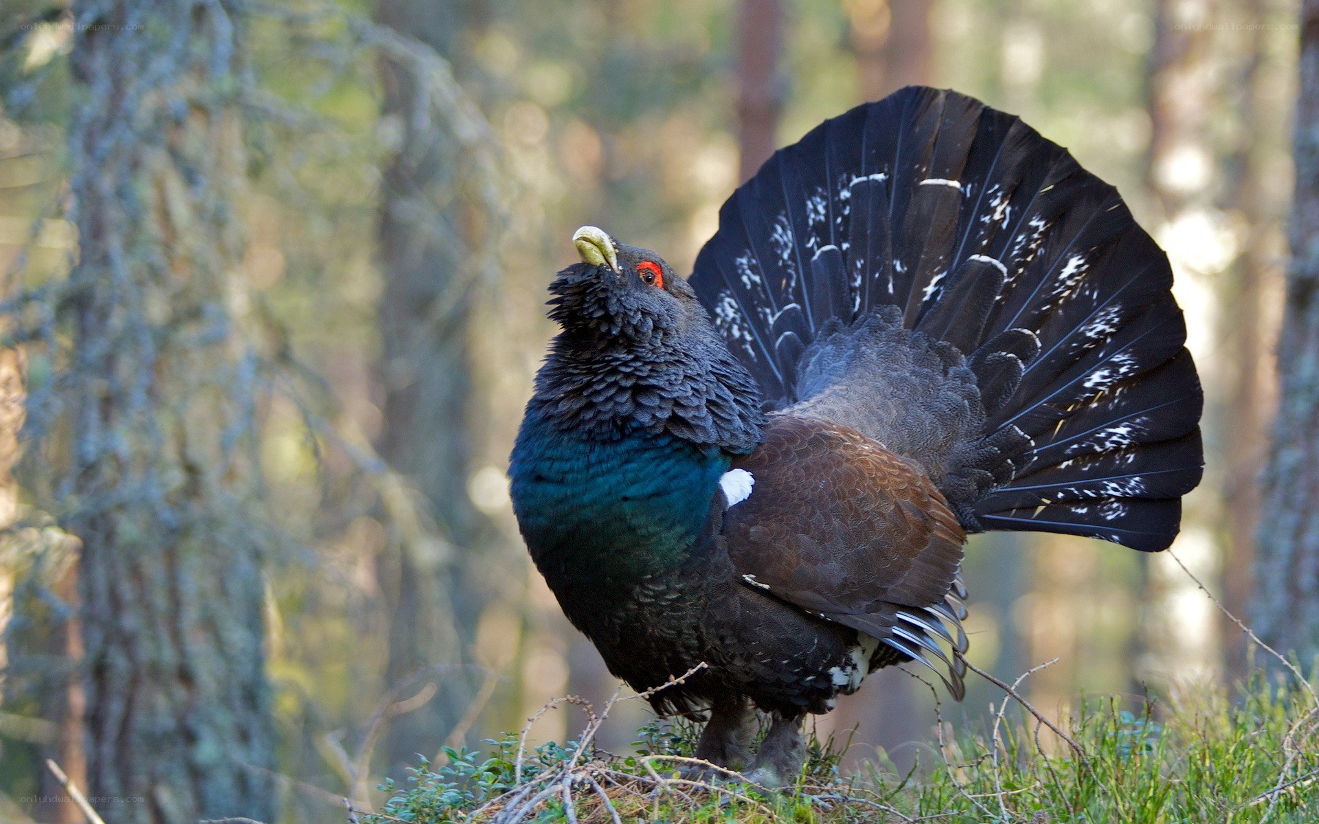 Black grouse in forest display