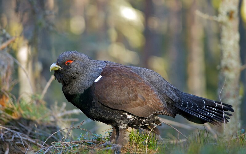 Black grouse in forest