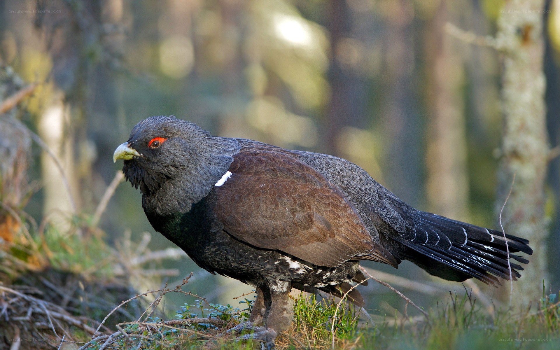 Black grouse in forest