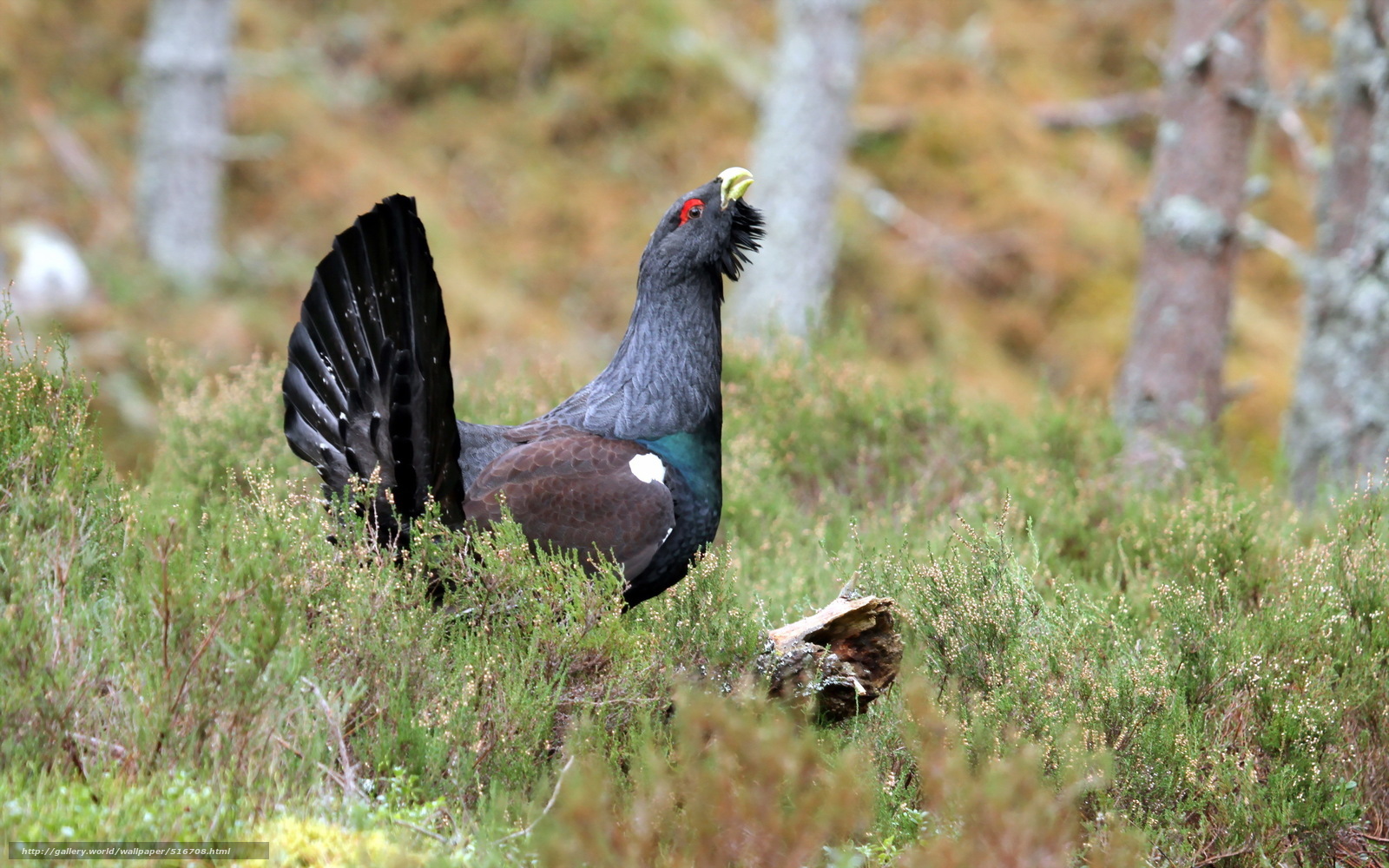 Black grouse in heather