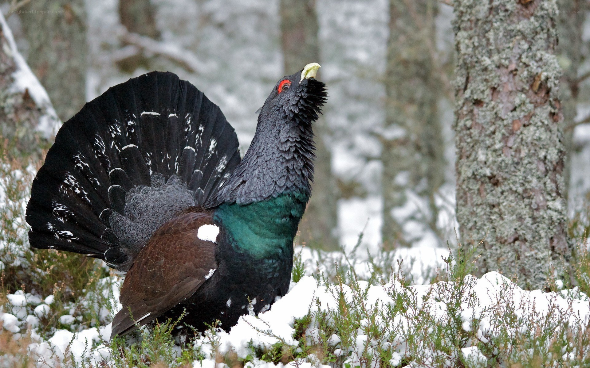 Black grouse in snowy forest