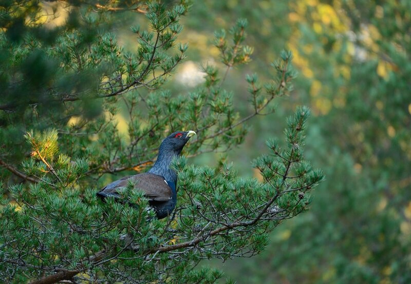 Black Grouse in Tree