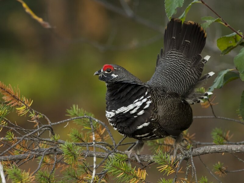 Black Grouse on Branch