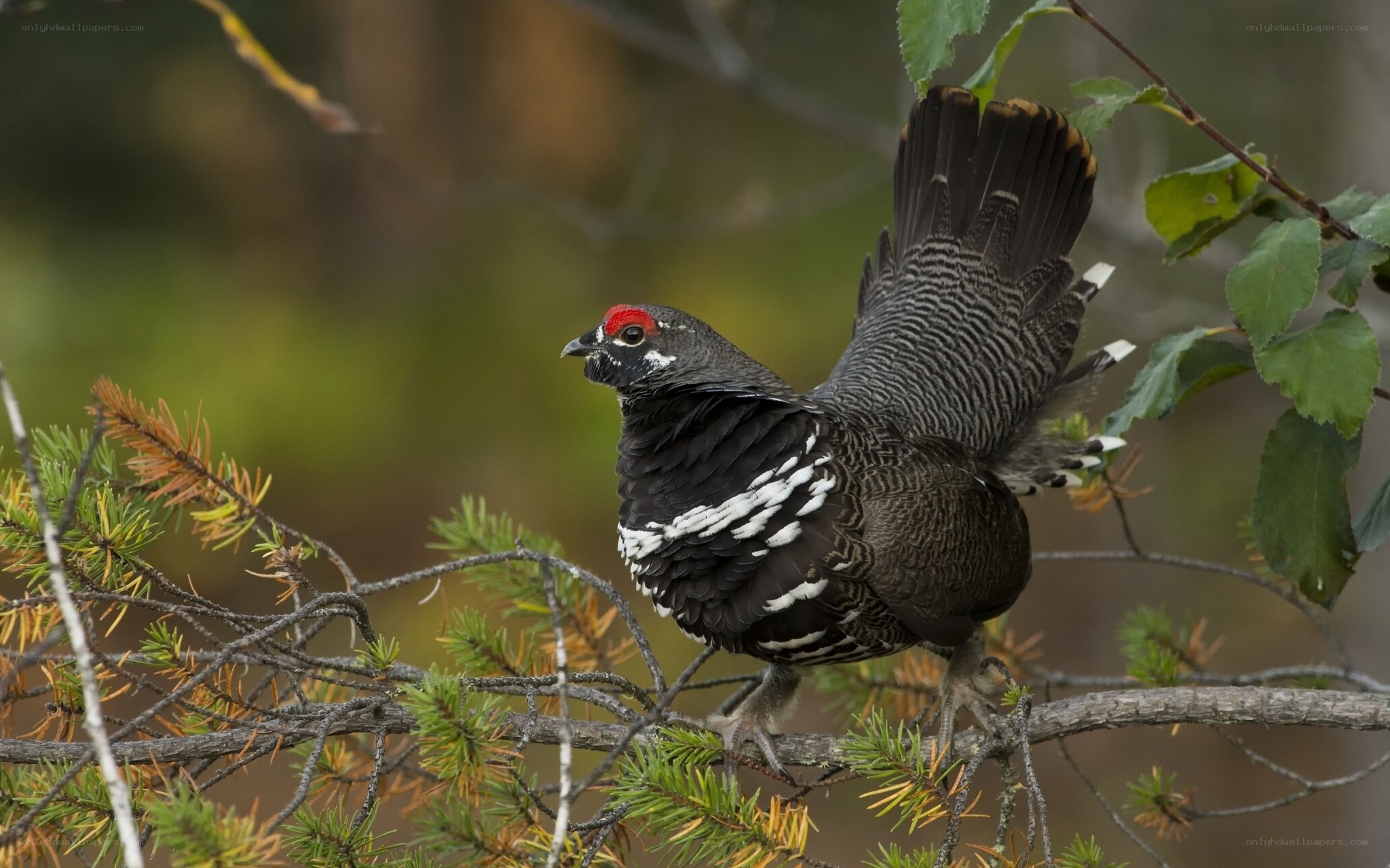 Black grouse perched on branch