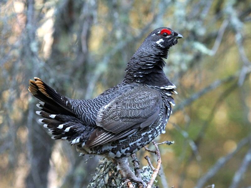 Black Grouse Perched