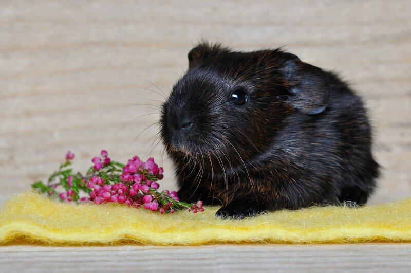 Black Guinea Pig — Calm