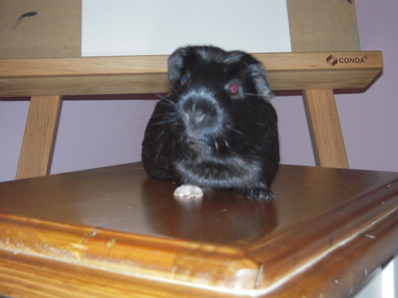 Black Guinea Pig
