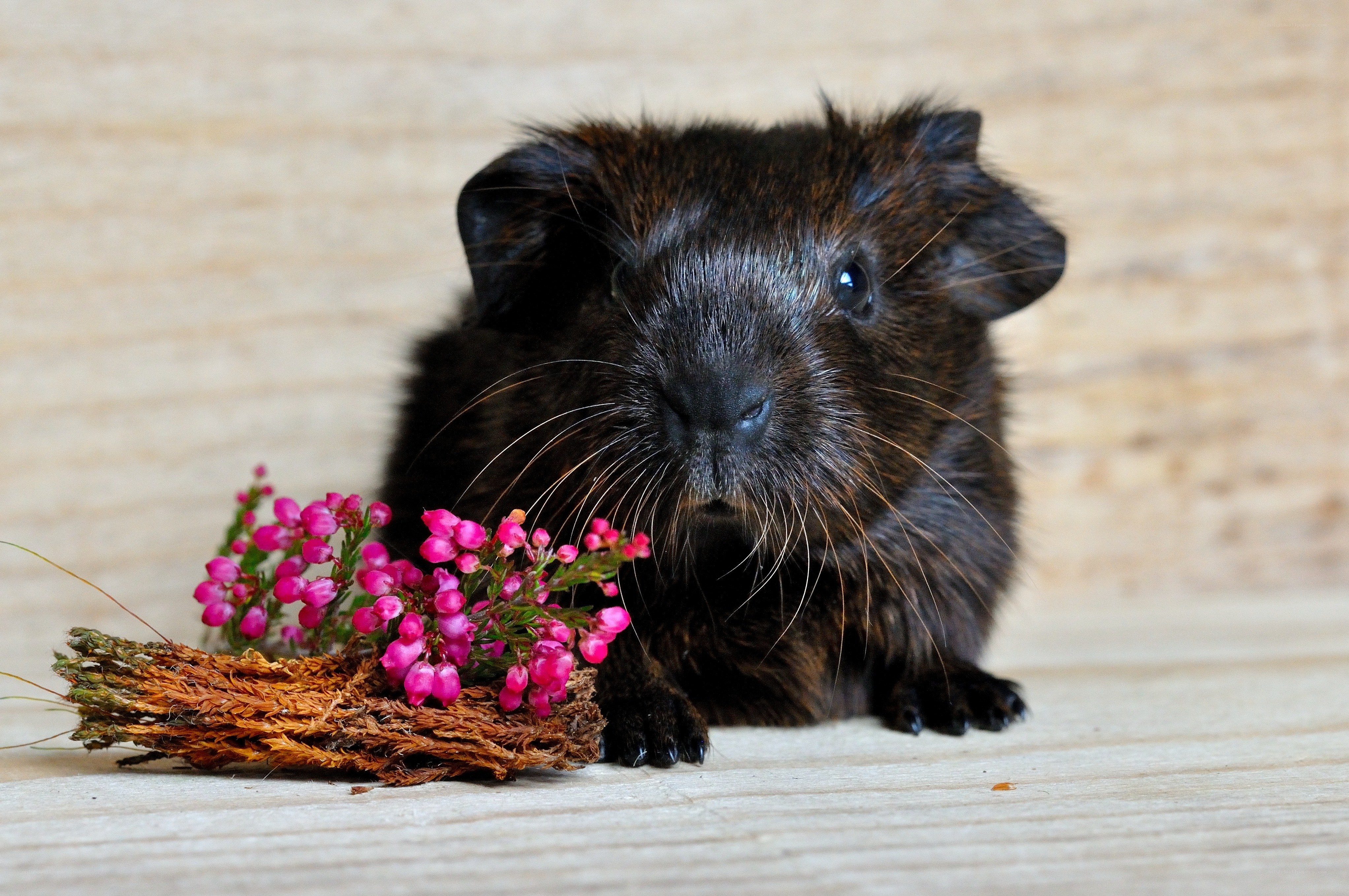 Black guinea pig with flowers