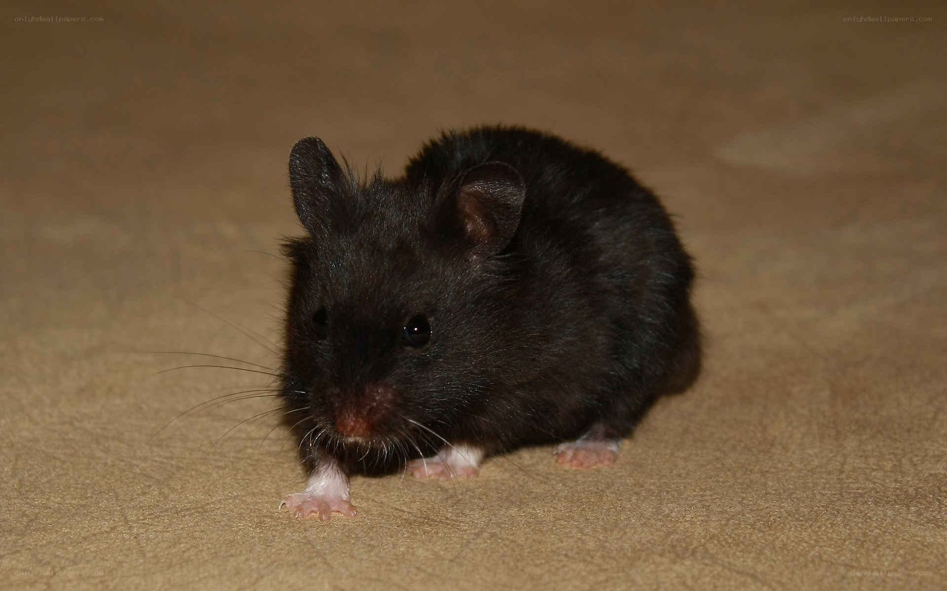 black hamster on carpet