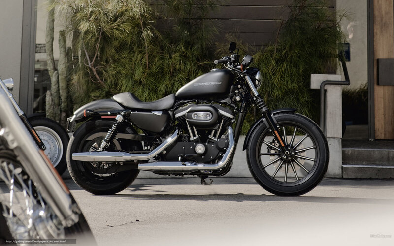 Black Harley-davidson Motorcycle — Calm, Afternoon, Photograph, Plant