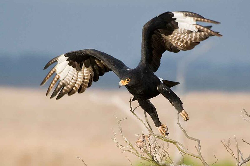 Black Harrier Hawk