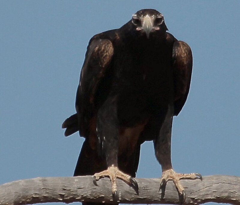 Black Hawk Perched