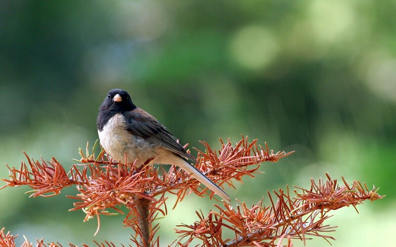 Black-headed Bird on Branch — Green