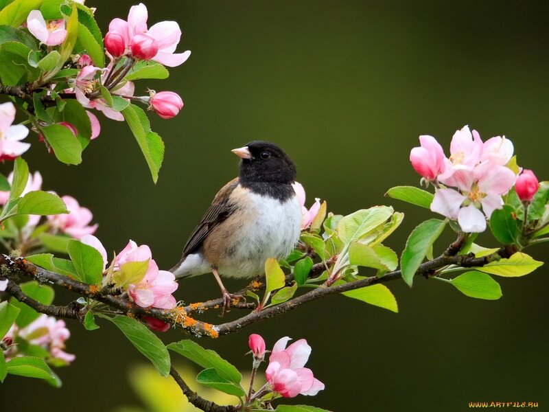 Black-headed Bird on Branch — Pink