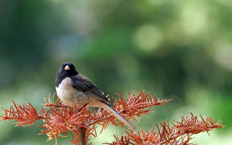 black-headed bird on branch