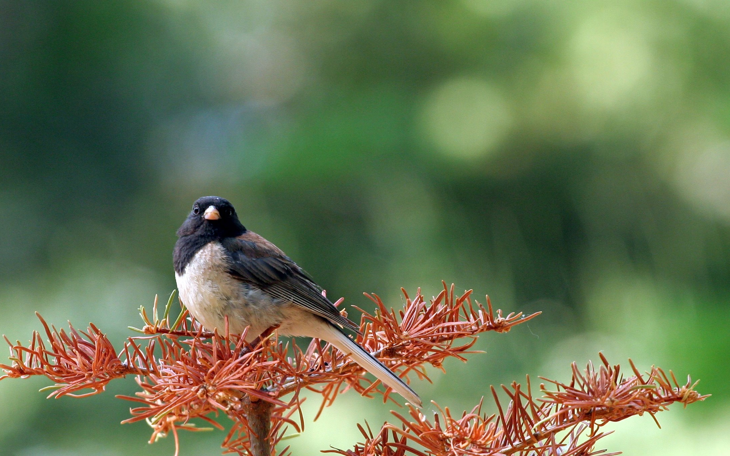 black-headed bird on branch