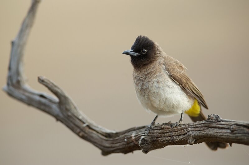 Black-headed Bulbul — Brown