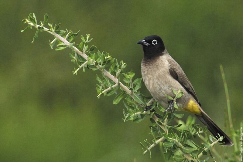 Black-headed Bulbul