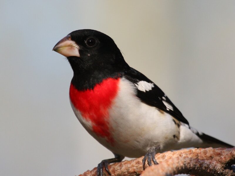 Black-headed Grosbeak — Black