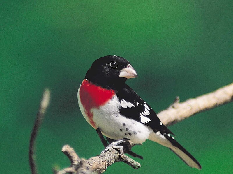 Black-headed Grosbeak