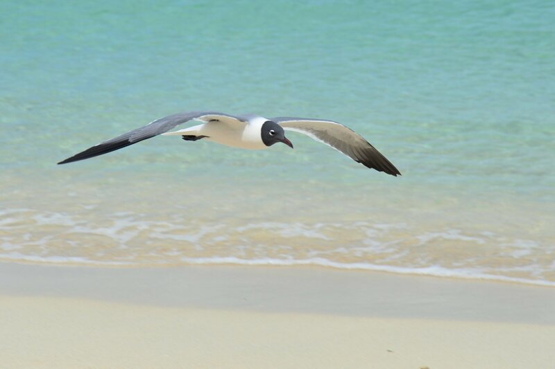 Black-headed Gull Flying