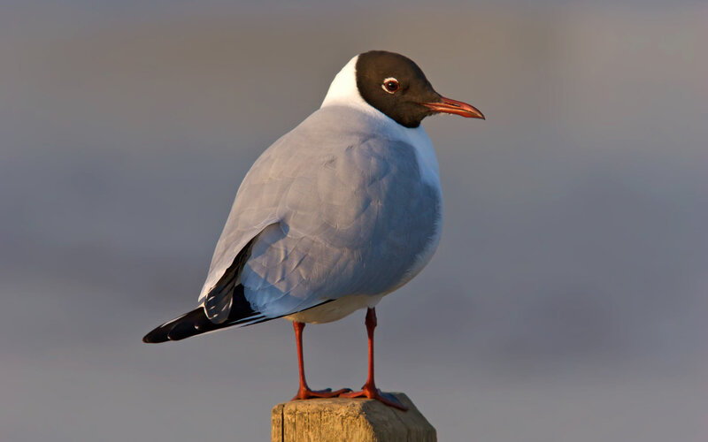 Black-headed Gull — Gray