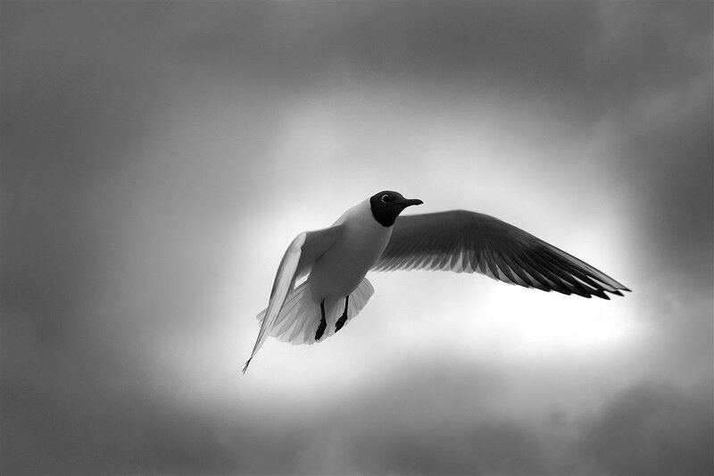 Black-headed Gull in Flight