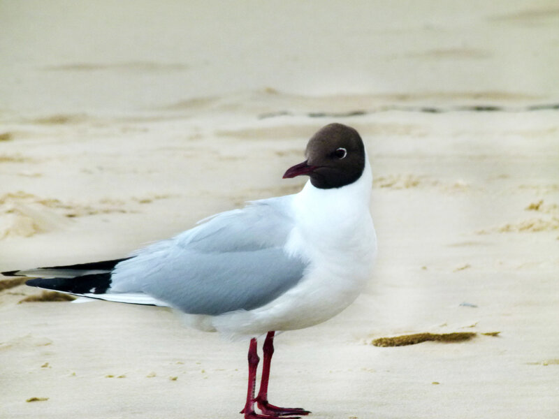 Black-headed Gull on Sand