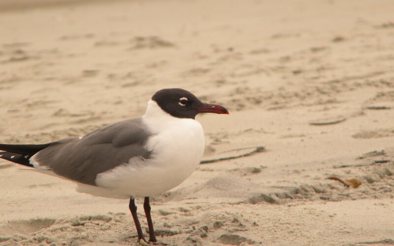 black-headed gull on sandy beach