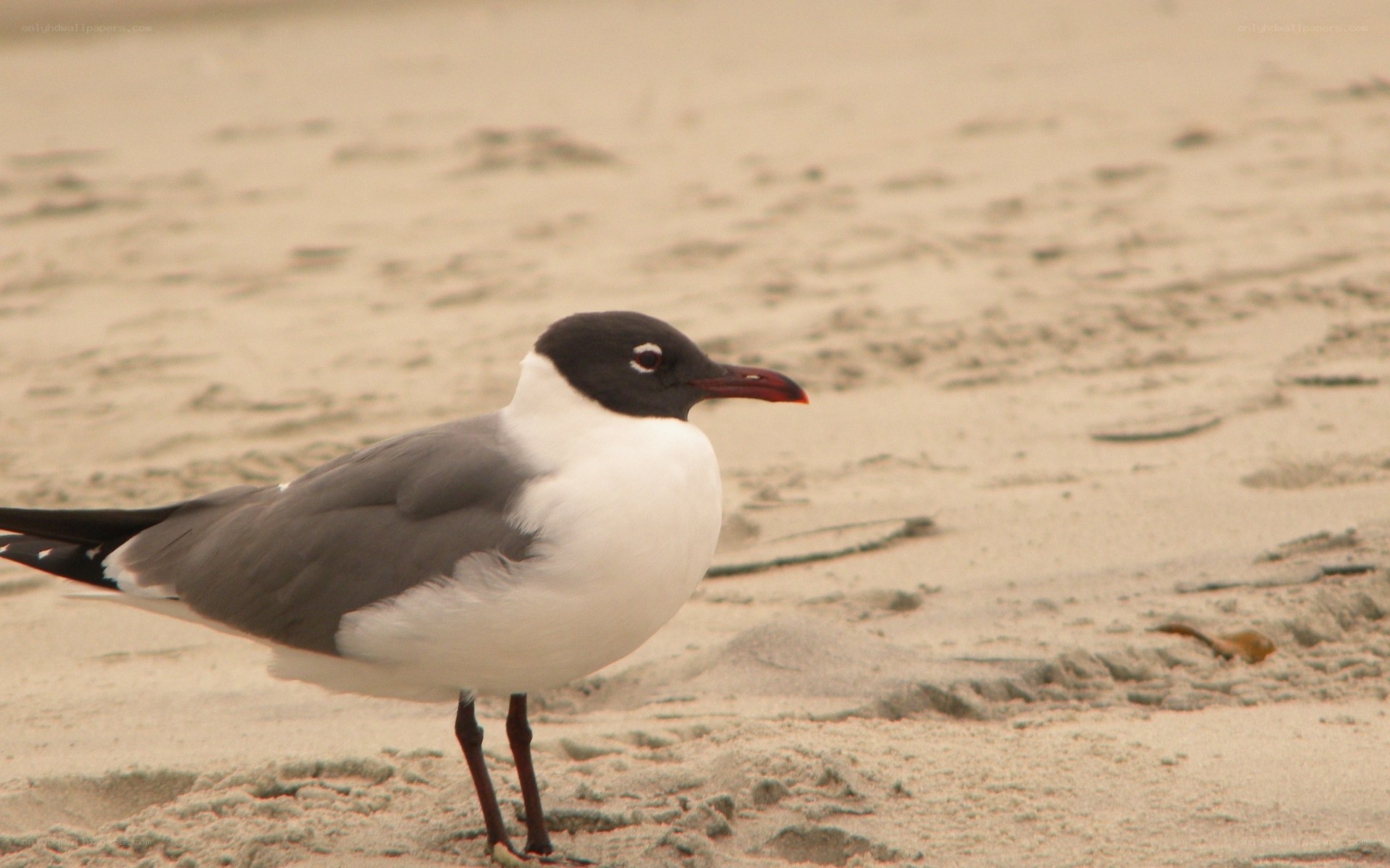 black-headed gull on sandy beach