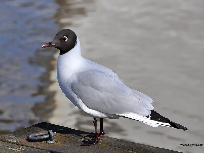 Black-headed Gull