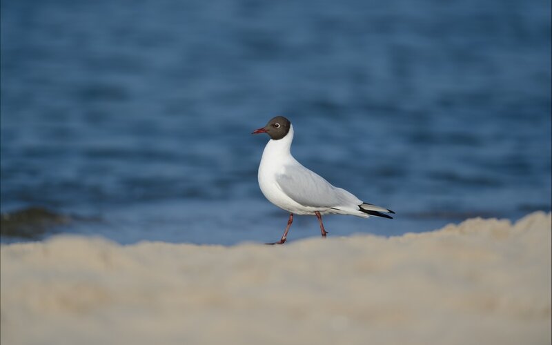 Black-headed Gull — White, Calm
