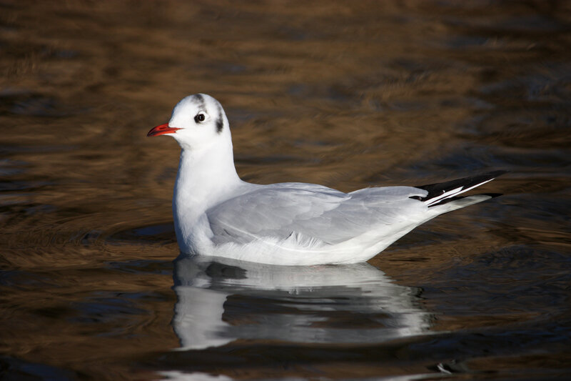 Black-headed Gull — White