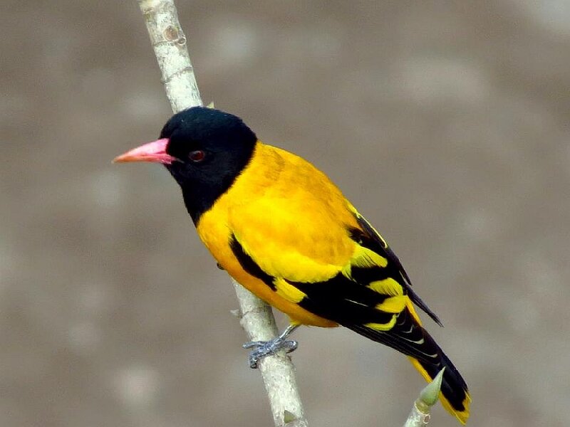 Black-headed Oriole