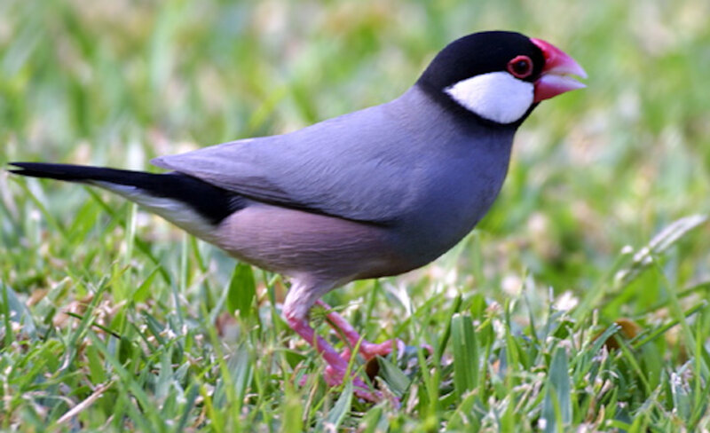 Black-headed Scalar Bird — Green