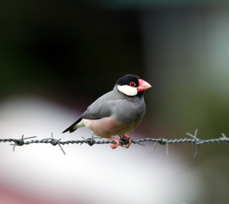 Black-headed Scalar Bird