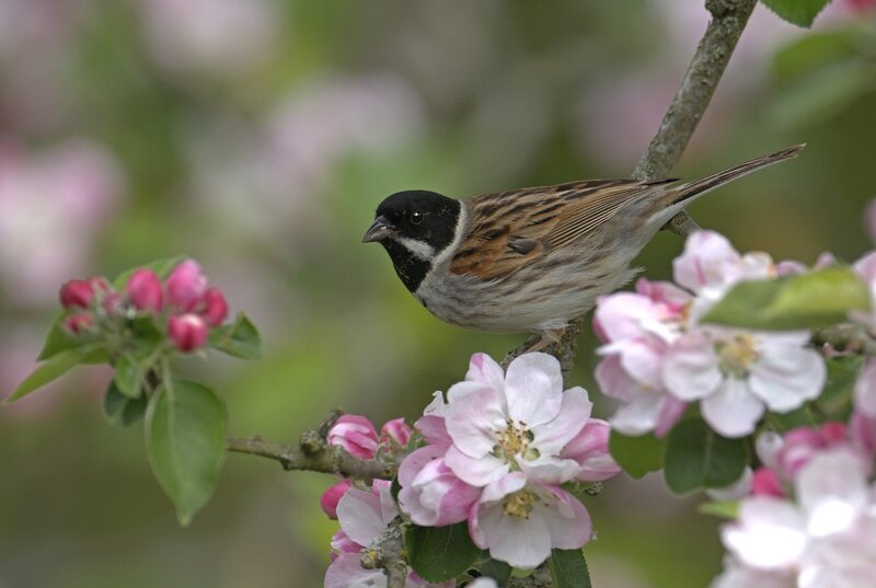 Black-headed Sparrow