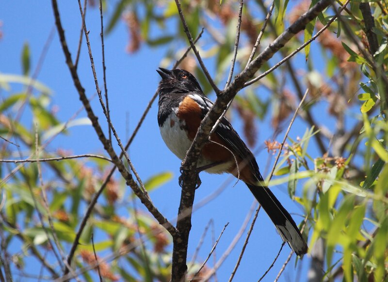 Black-headed Towhee