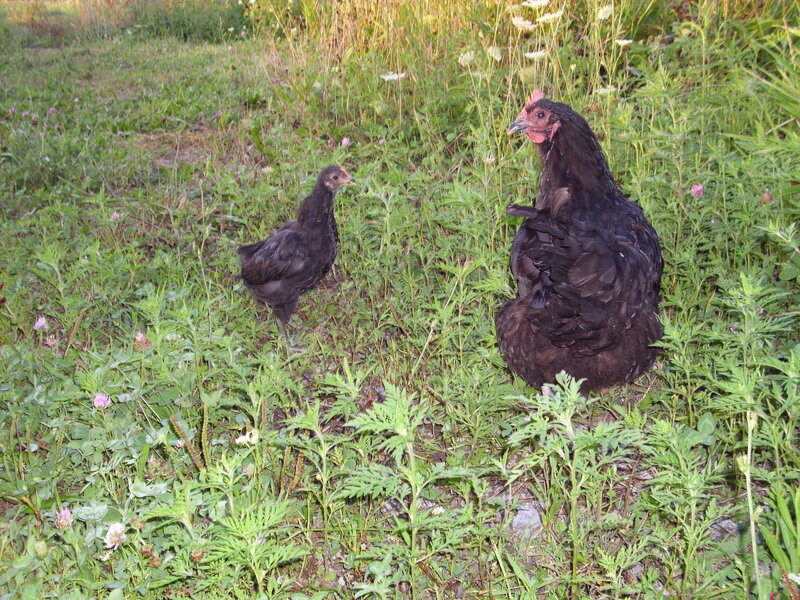 Black Hen and Chick