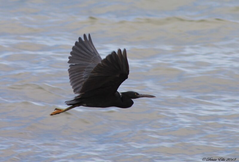 Black Heron in Flight