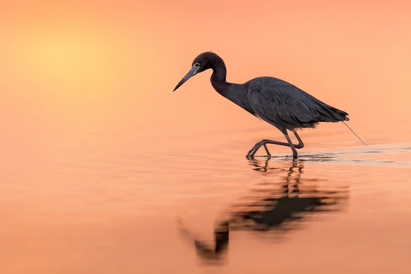 Black Heron in Water