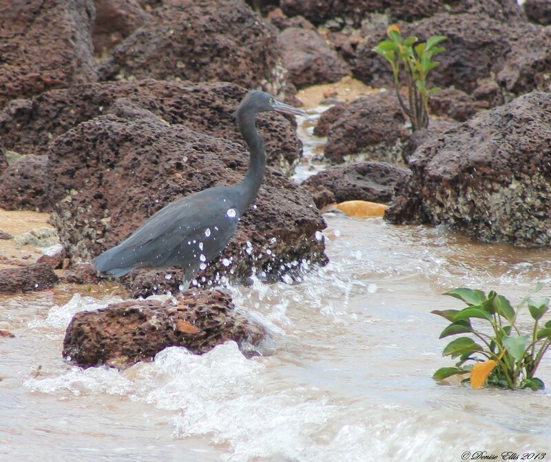 Black Heron on Rocks