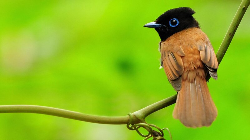 Black-hooded Flycatcher — Green, Serene