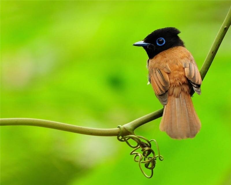 Black-hooded Flycatcher — Green