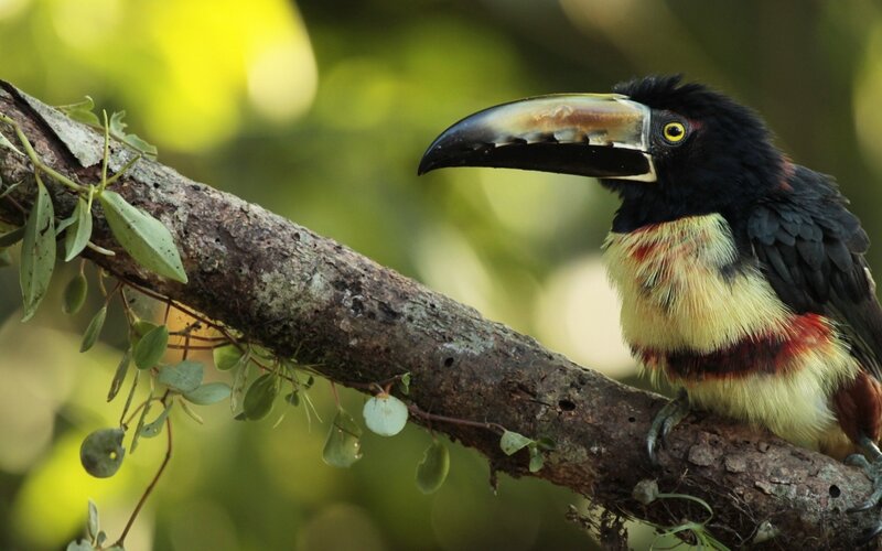 Black-hooded Toucan
