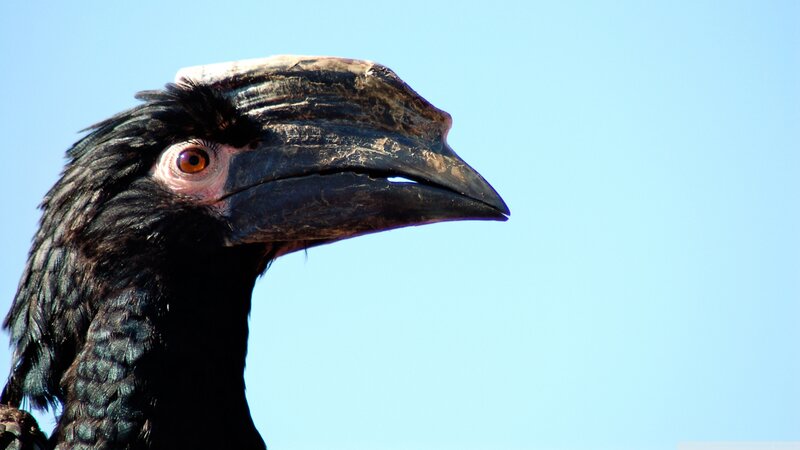 Black Hornbill Bird — Blue