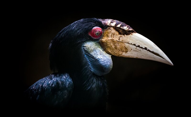 Black Hornbill Bird — Dramatic